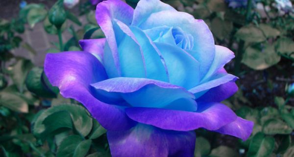 Las 10 rosas más bellas y populares del mundo
