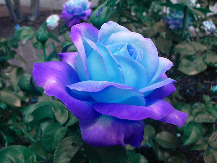 Las 10 rosas más bellas y populares del mundo