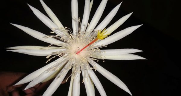 Las 10 flores más caras del mundo