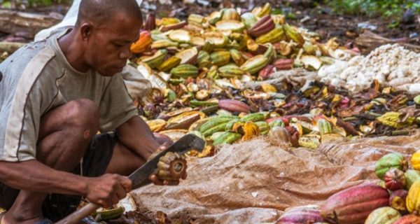 El mercado del cacao, un juego donde solo ganan las multinacionales