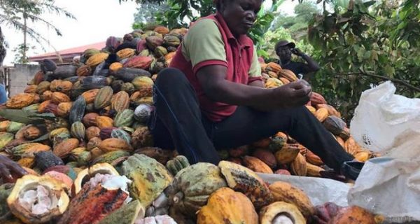 Los primeros 8 países productores de cacao