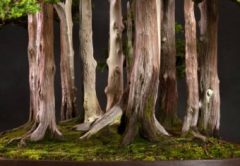 Los 8 bonsáis más extraordinarios del mundo