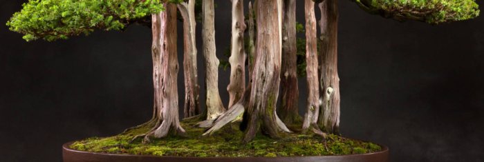 Los 8 bonsáis más extraordinarios del mundo