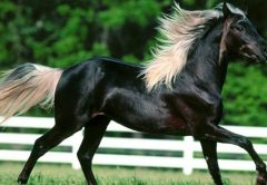 Las 10 razas de caballos más raras del mundo