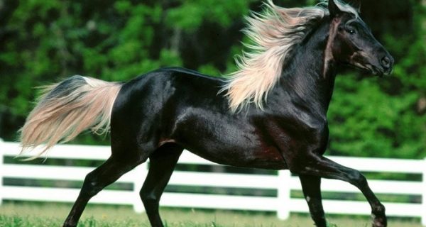 Las 10 razas de caballos más raras del mundo