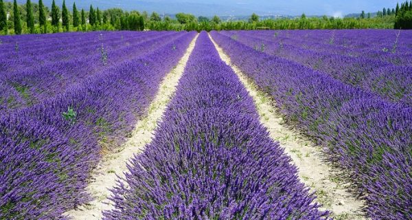 Zonas agrícolas muy famosas: Provenza y su lavanda