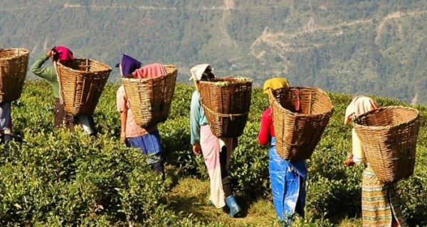 Los 10 países productores de té más grandes del mundo