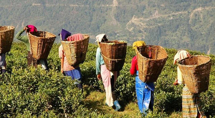Los 10 países productores de té más grandes del mundo