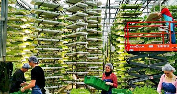 Una idea simple pero revolucionaria: agricultura vertical