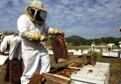 Los 10 países productores de miel más importantes del mundo