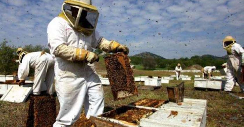 Los 10 países productores de miel más importantes del mundo