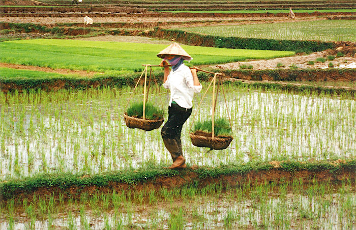 Los 10 países productores de arroz más grandes del mundo