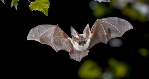 ¿Por qué los virus de los murciélagos (y los coronavirus) son tan mortales?
