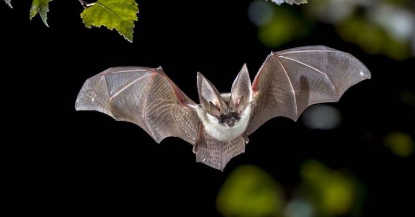 ¿Por qué los virus de los murciélagos (y los coronavirus) son tan mortales?