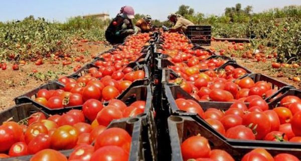 Los 10 principales países productores de tomate del mundo