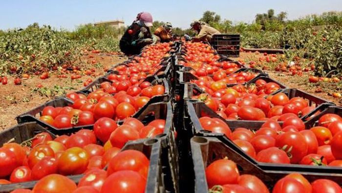 Los 10 principales países productores de tomate del mundo