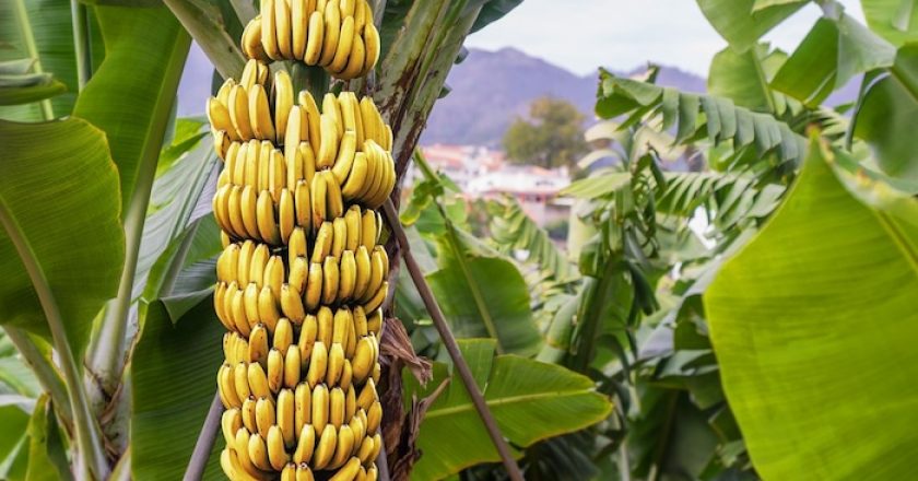 Los 10 mayores productores de bananas del mundo