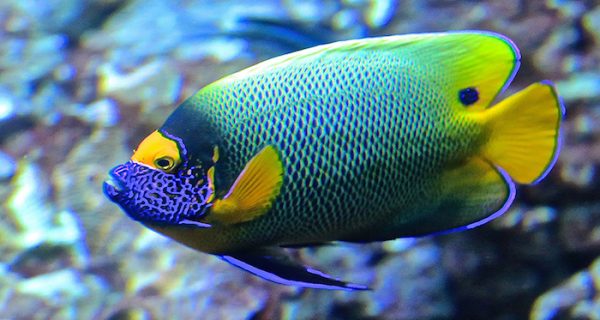 Los 10 peces (de acuario) más caros del mundo