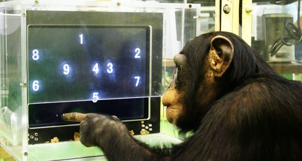 Los 10 animales más inteligentes de nuestro planeta