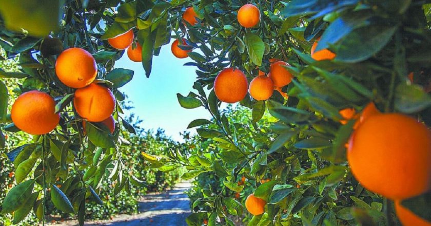 Los 9 países productores de naranjas más importantes