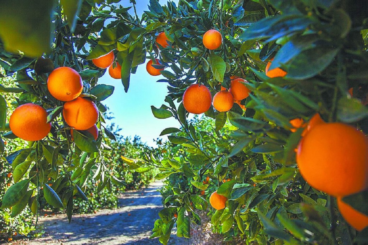 Los 9 países productores de naranjas más importantes