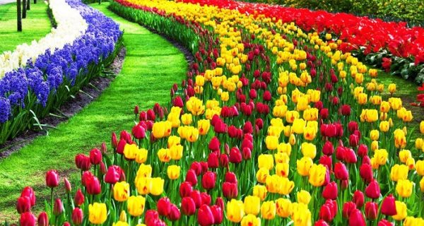 Los 10 tulipanes más bellos del mundo