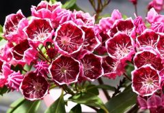 Las 10 flores más bellas y venenosas de la Tierra