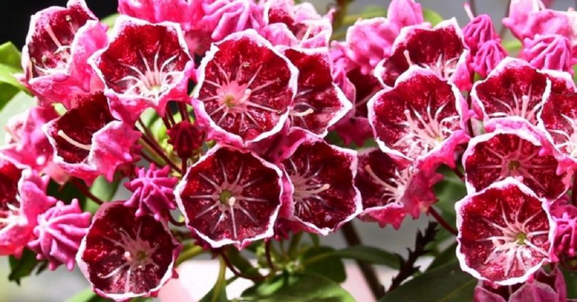 Las 10 flores más bellas y venenosas de la Tierra
