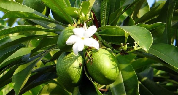 El Árbol Asesino que mata a un hombre en unas horas