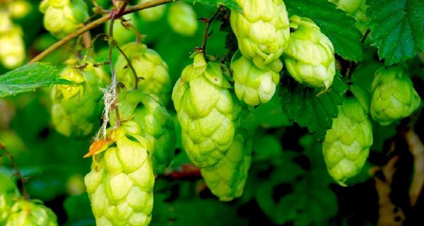 Las 7 verduras más caras del mundo