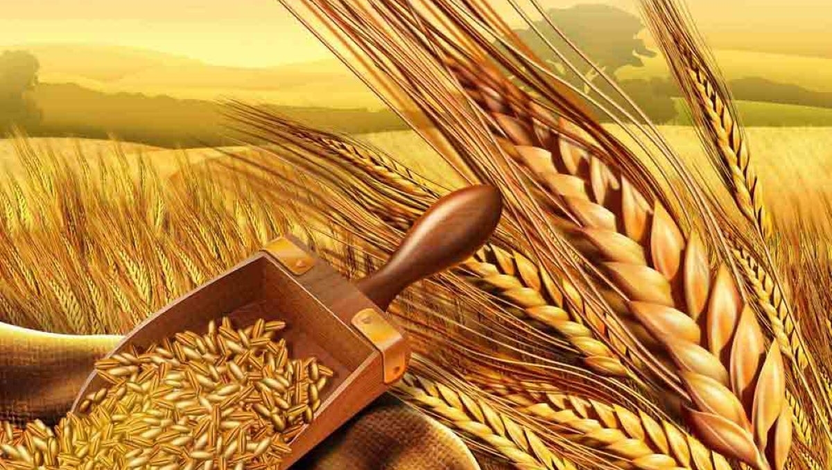 Los 10 principales productores de trigo, un alimento básico para el mundo