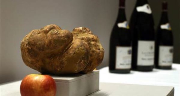 ¿Cuáles son las trufas más caras? Estos son los 10 más caros del mundo