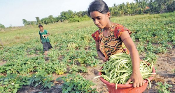Agricultura ecológica en Sri Lanka: un desastre para recordar