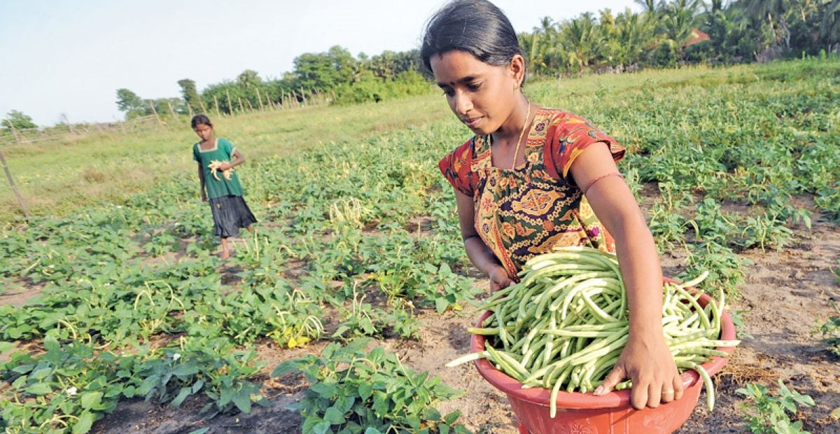 Agricultura ecológica en Sri Lanka: un desastre para recordar