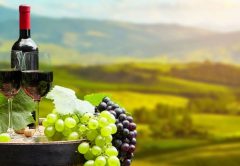 Vino italiano de excelencia: los 10 vinos más caros del mercado
