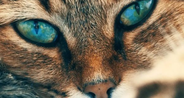 Los 10 gatos más raros del mundo