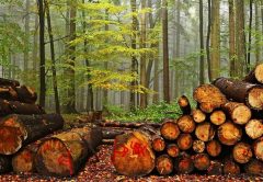 ¿Quién produce más madera en el mundo? Los 5 primeros países