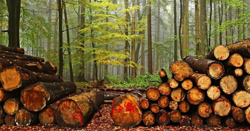 ¿Quién produce más madera en el mundo? Los 5 primeros países