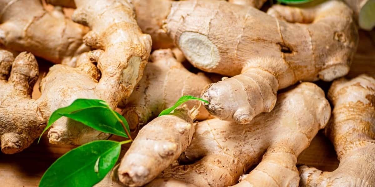jengibre (ginger)